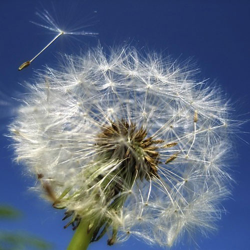 Photo of dandelion clock